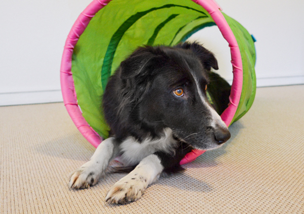 Therapiehund